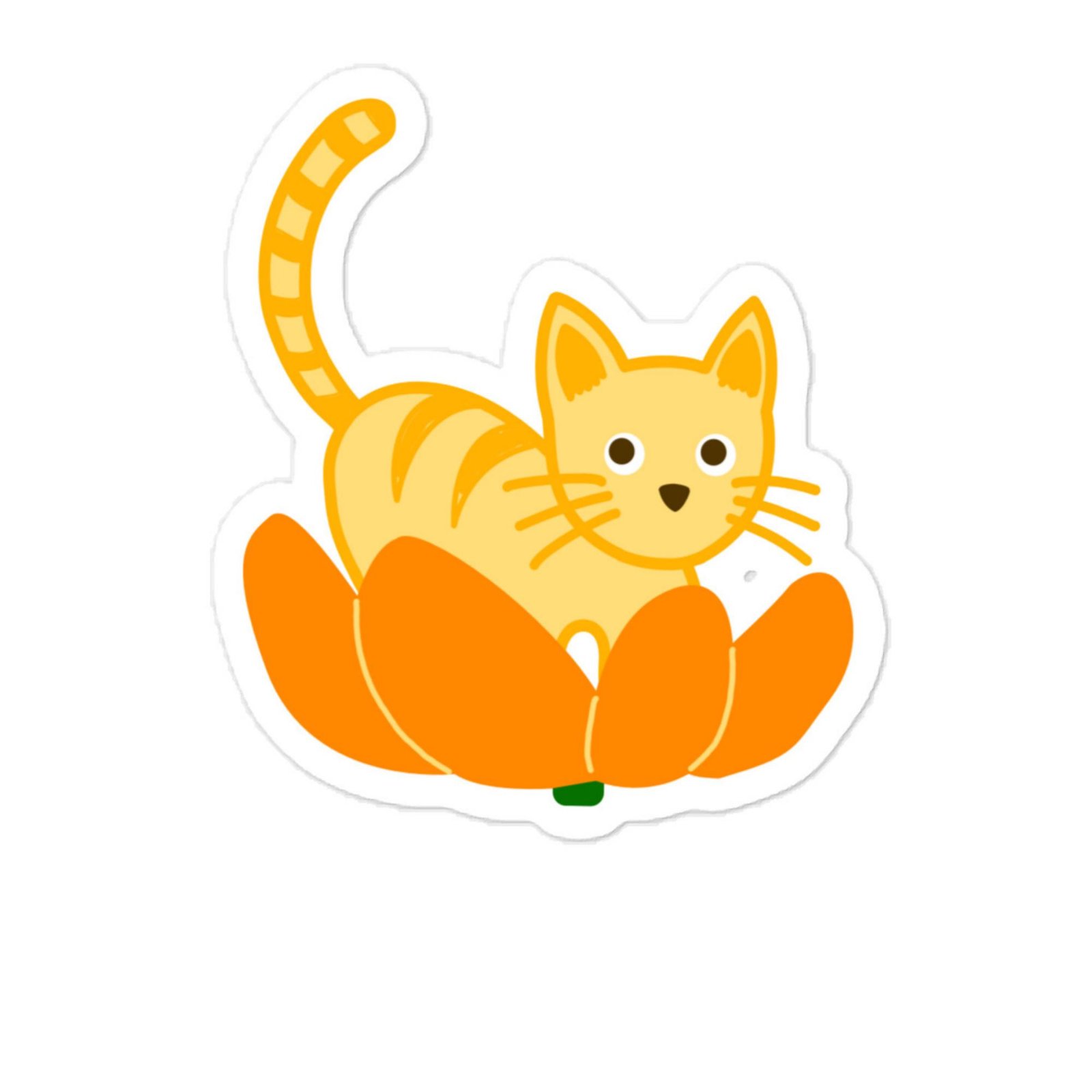 orange cat orange cat standing on orange peel